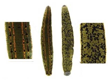 Hirudo Medicinalis