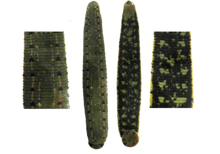 Hirudo Orientalis