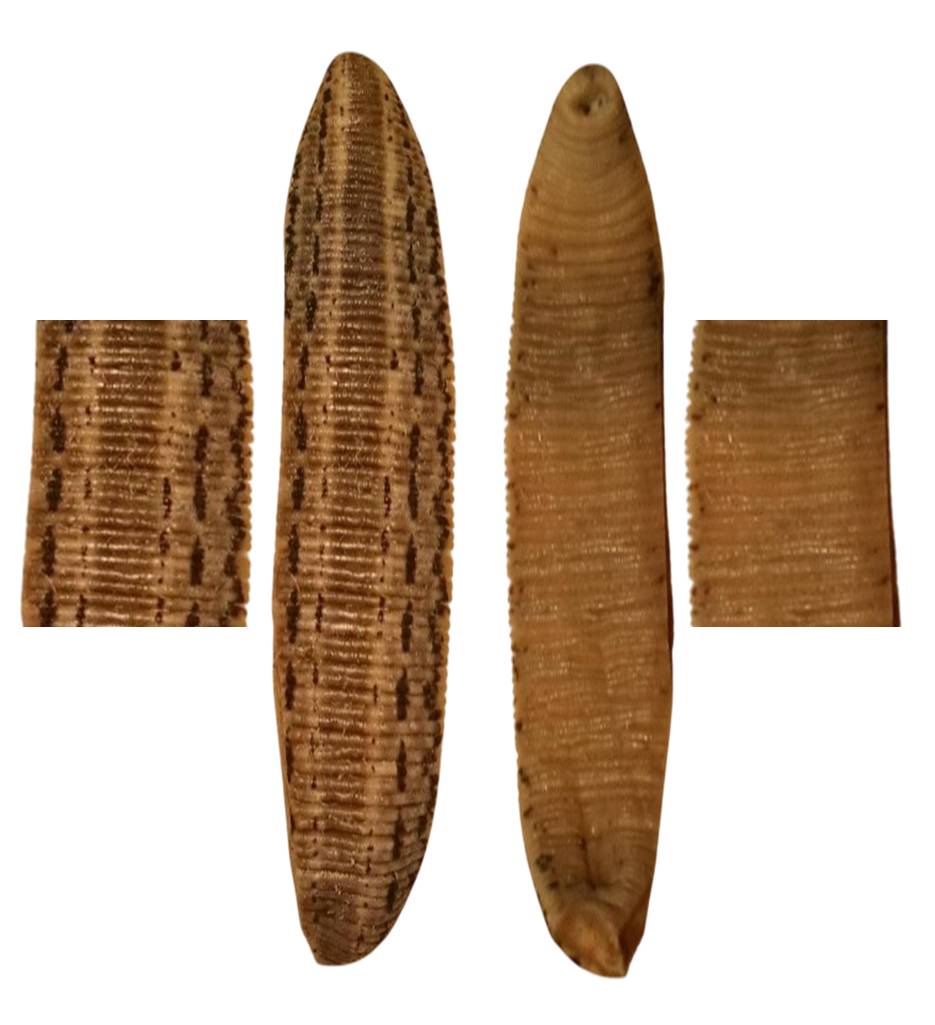 Hirudo Sulukii